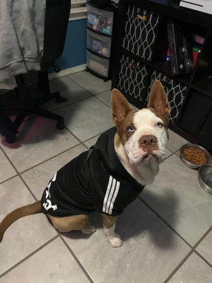 Adidog -Dog Tracksuits