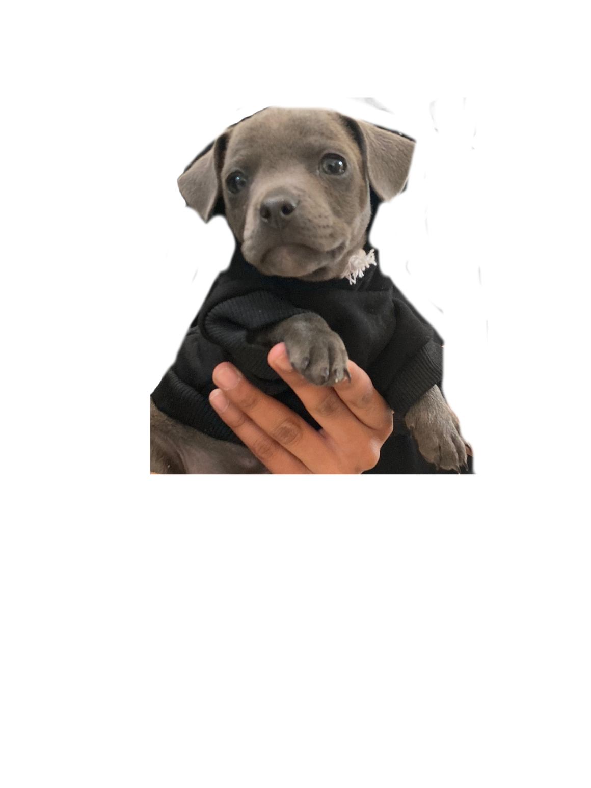 Pet Hoodie